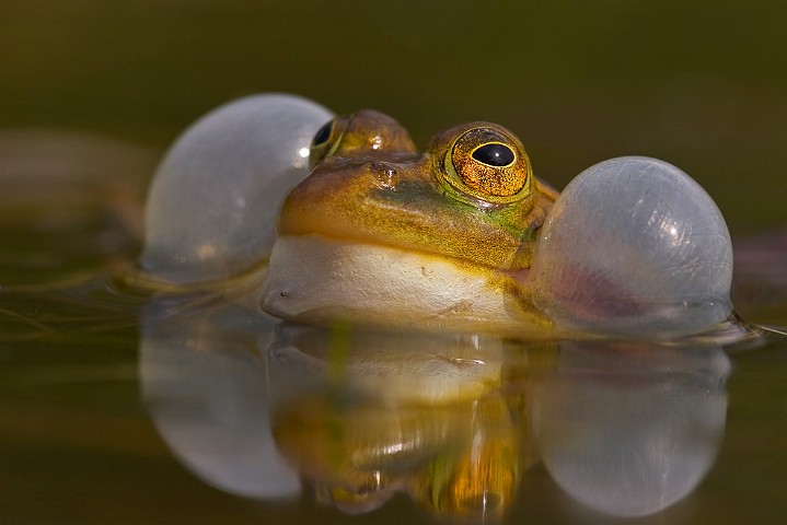 Teichfrosch Rana esculenta